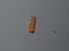 Notata parva