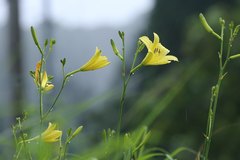 Hemerocallis citrina vespertina