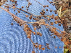 Filipendula stepposa