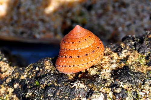 Strawberry Top Shell