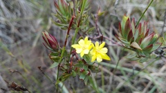 Gnidia styphelioides