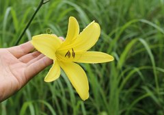 Hemerocallis citrina vespertina