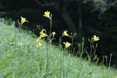 Hemerocallis citrina vespertina