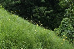 Hemerocallis citrina vespertina