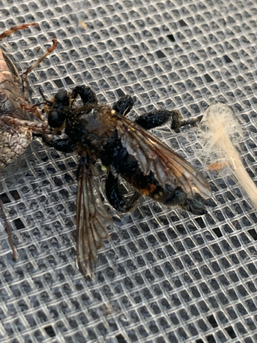 Unknown species found near Louise Rd, Ladysmith, BC, CA