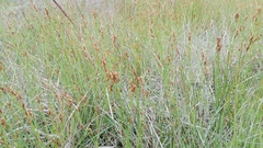Elegia microcarpa