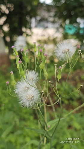 Emilia sonchifolia