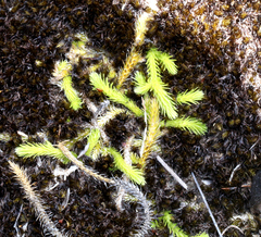 Brownseya serpentina