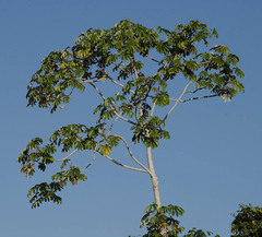 Cecropia pachystachya