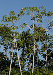 Cecropia pachystachya
