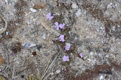Limonium acuminatum