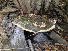 Rigidoporus ulmarius