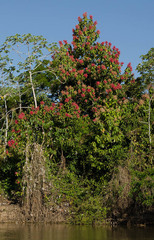 Triplaris americana