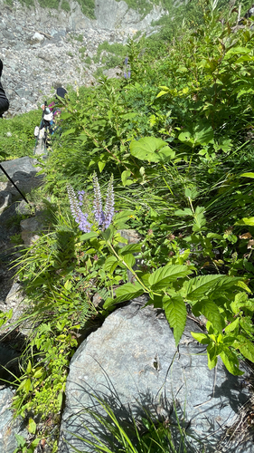 Veronica subsessilis iNat (2)