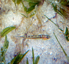Dashback Goby photo 3