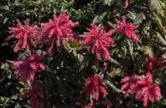 Triplaris americana