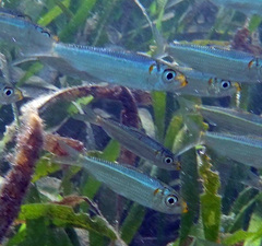 Redear Herring photo 5
