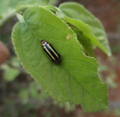 Acmaeodera grata
