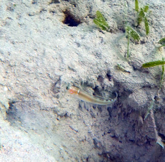 Dashback Goby photo 4