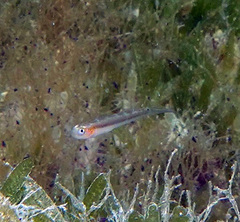 Dashback Goby photo 2