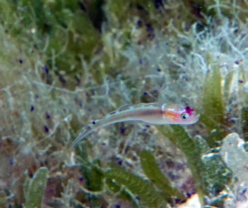 Dashback Goby