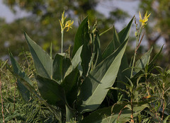 Canna glauca