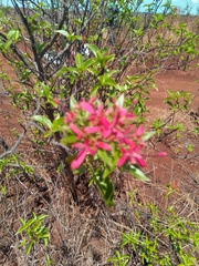 Carphalea