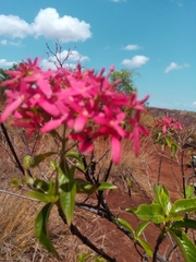Carphalea