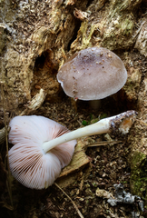 Pluteus salicinus