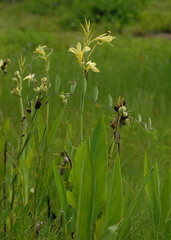 Canna glauca