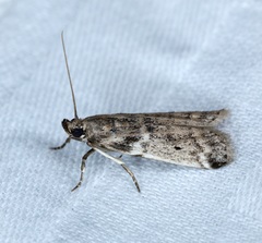 Edulicodes