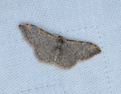Idaea costiguttata