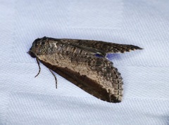 Lophoptera squammigera