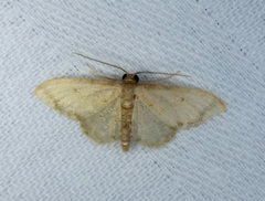 Idaea impexa