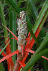 Bromelia balansae