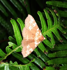 Saroba pustulifera
