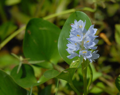 Pontederia subovata