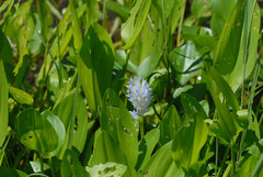 Pontederia subovata