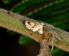 Neocalyptis liratana