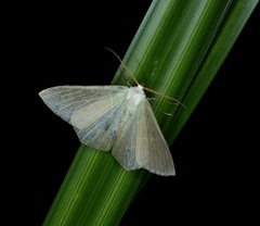Pelagodes antiquadraria