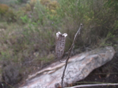 Gasteria nitida