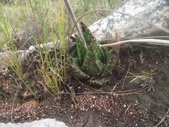 Gasteria nitida