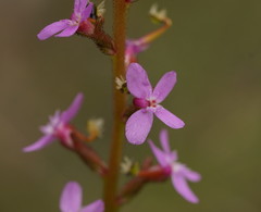 Stylidiaceae