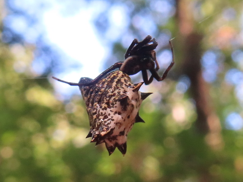 Spined Micrathena photo 6