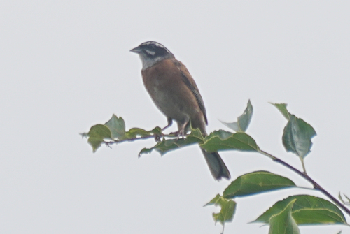 Escribano de Brandt (Emberiza cioides)