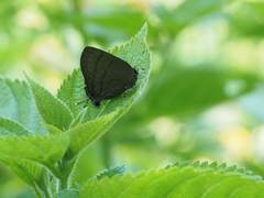 Rapala varuna formosana