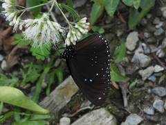 Euploea sylvester swinhoei