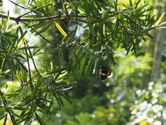 Milionia zonea pryeri