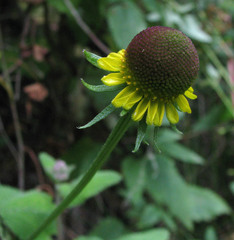 Helenium puberulum