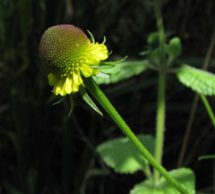Helenium puberulum